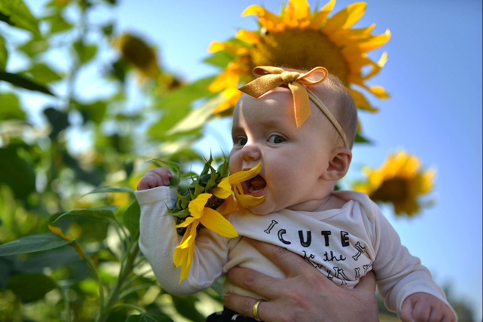 Lennon McGovern muches on a sunflower at McMillan Farms. (Phil McLachlan - Capital News)