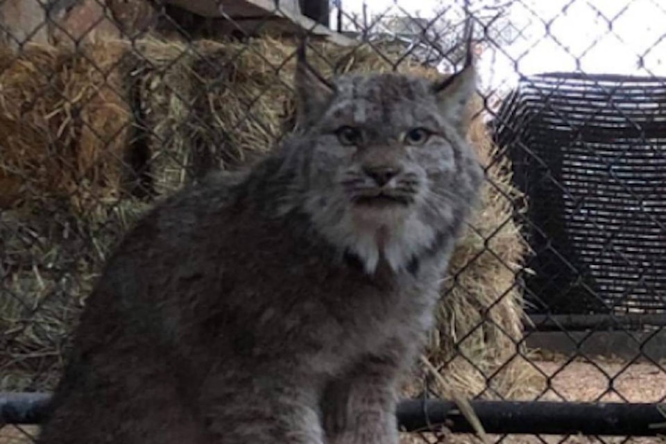 23170157_web1_201029-BPD-KTW-Lynx-wildlifepark_1