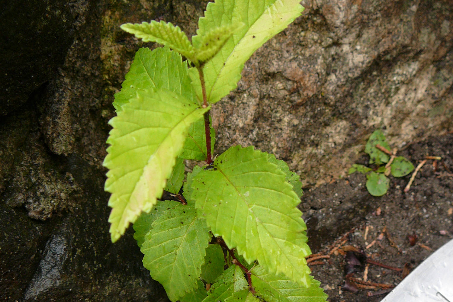 Crews remove Siberian elms from Naramata park Penticton Western News