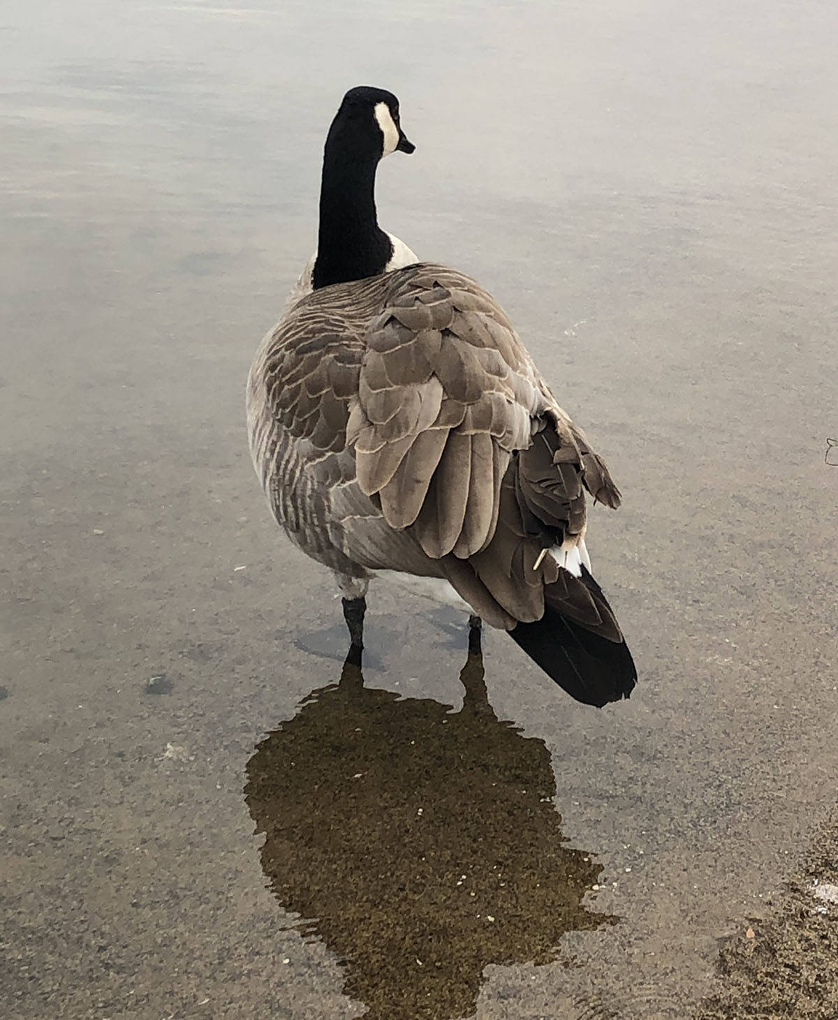 Kevin, the famous broken-winged Canada goose who has stolen the hearts of many Pentictonites. (Monique Tamminga- Western news)