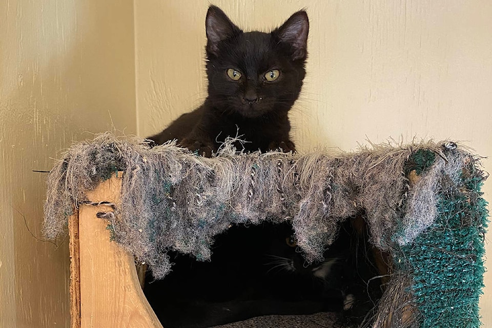 Cat 2024 rescue okanagan