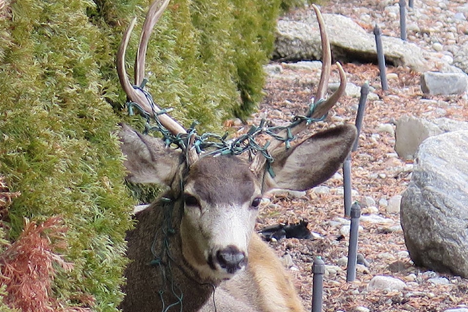 Penticton’s Christmas deer spotted in the Wilson St. area. (Dean Butterfield photo)