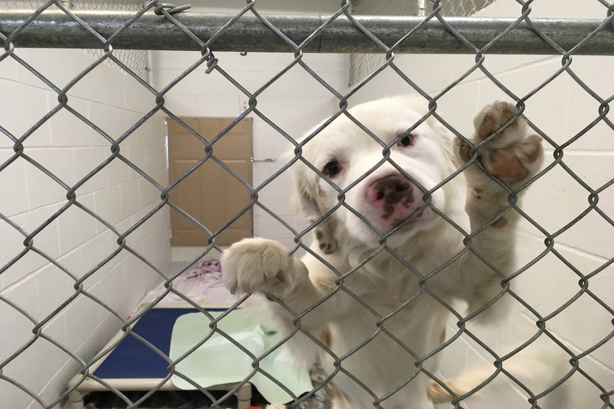 This is one of 69 puppies and young dogs rescued from extensive abuse at a breeders home in Princeton September 2020. (SPCA photo)