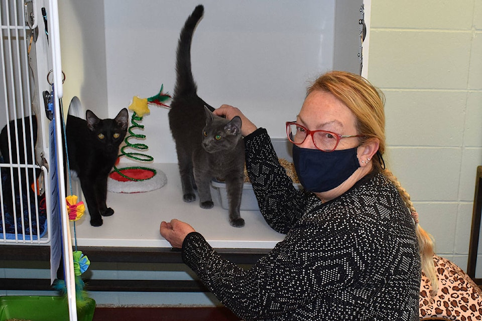 Okanagan Similkameen SPCA branch manager Carolyn Hawkins with two very friendly kitten siblings that arrived last week in a box. They should be available for adoption once the pair have been fixed. (Monique Tamminga - Western News)