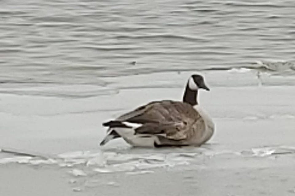 Kyle Sunderman took this picture of Kevin, the famed broken-winged goose on Feb. 18. Sunderman has been posting pictures of Kevin and how hes doing for a few months now.