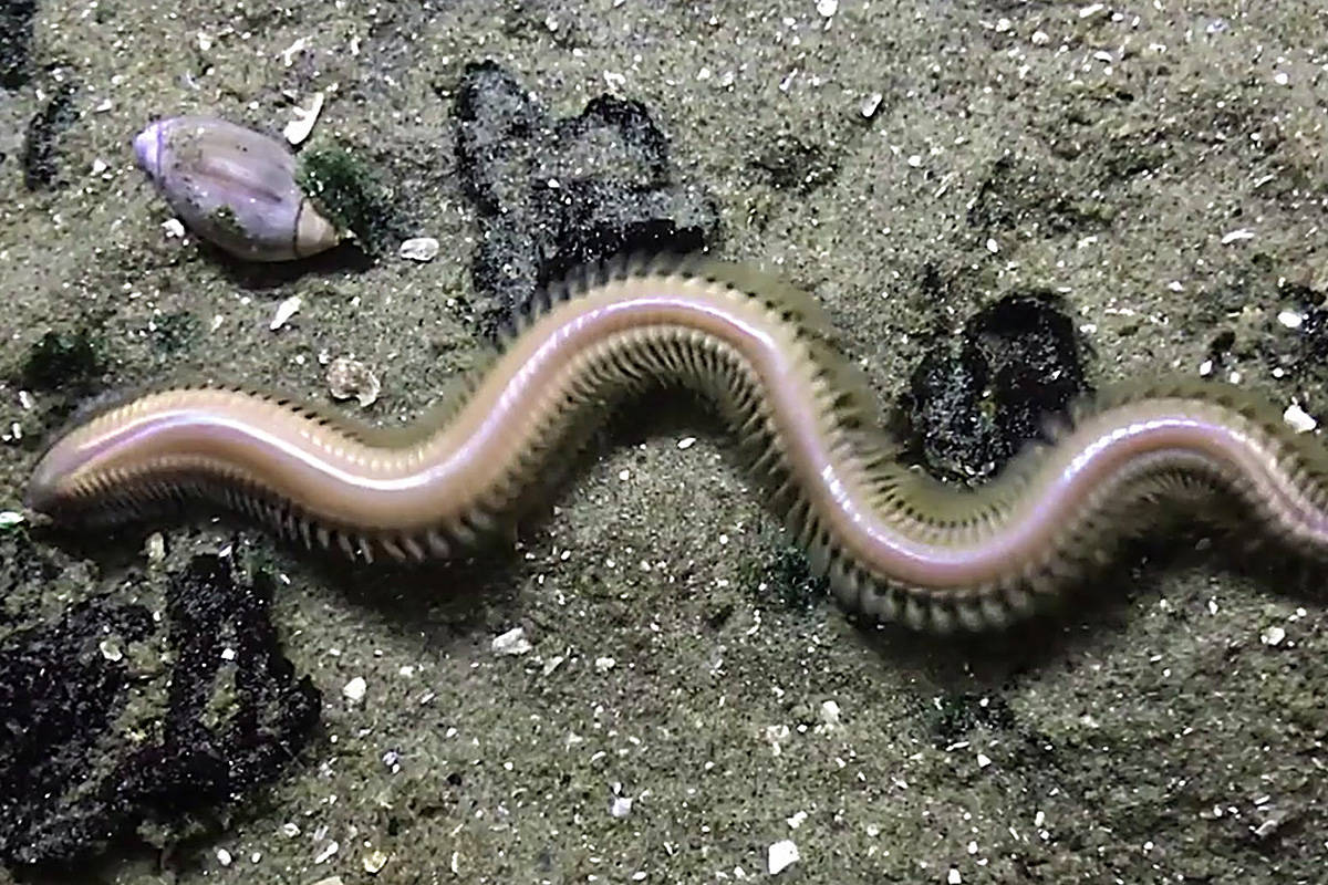 Giant marine worms rising from burrows along Vancouver Island
