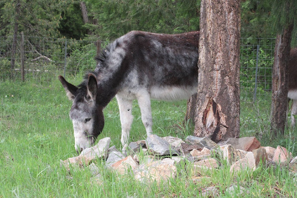 25339683_web1_210602-SAA-Donkeys-Cute-Video-dr_1