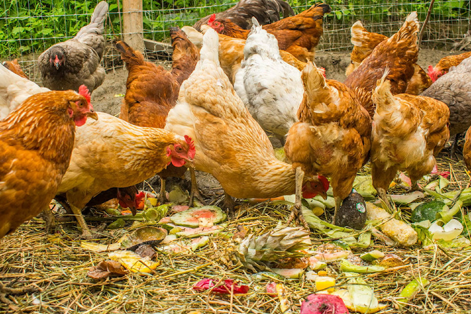 Sara Baird uses leftover scraps from the food recovery program to feed her chickens. (Liam Harrap - Revelstoke Review)