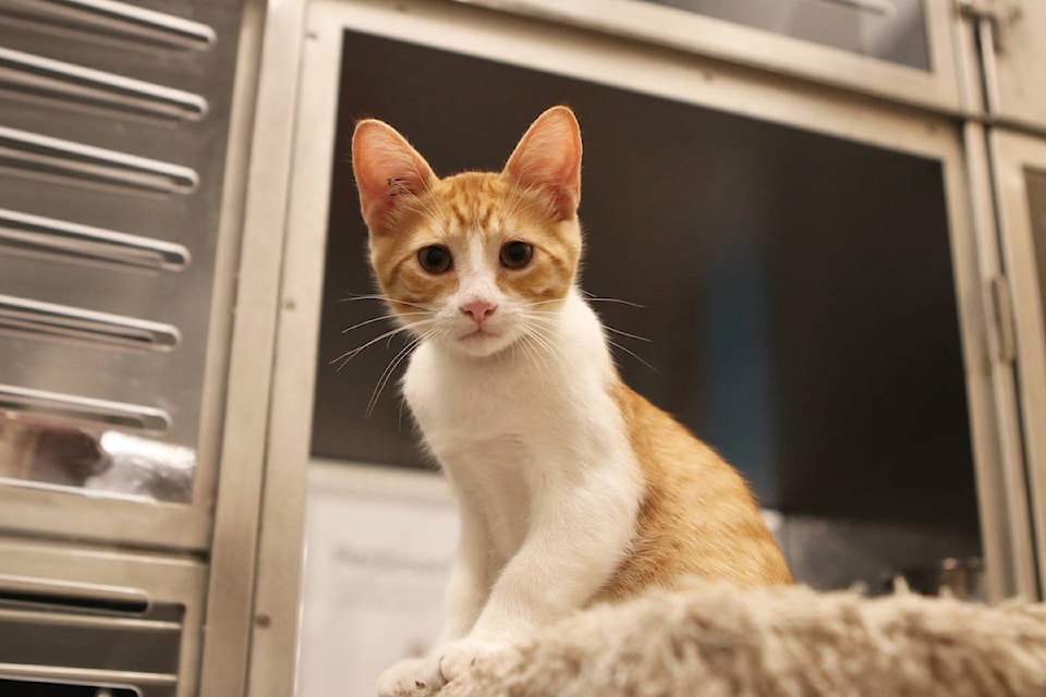 A kitten up for adoption at the launch of Kelowna’s new AlleyCats Alliance adoption centre on Aug. 21. (Aaron Hemens/Capital News)