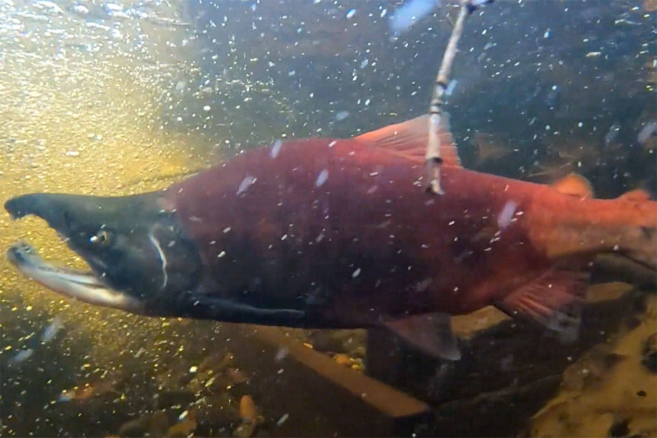 Okanagan Lake drawdown could be cause for thousands of dead salmon