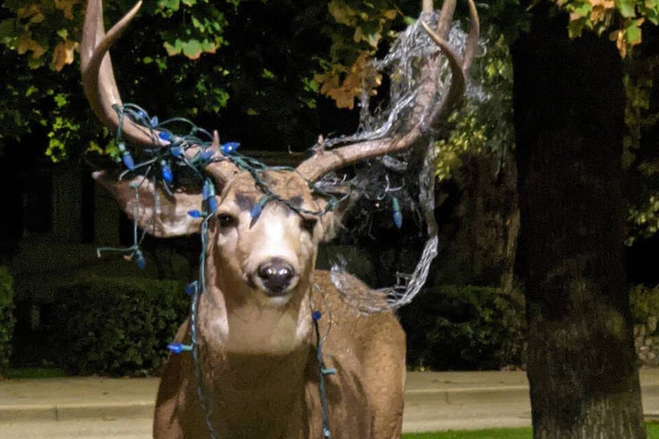 This buck has got himself tangled in some Christmas lights in Penticton. Gypsy Mireille photo (Facebook)