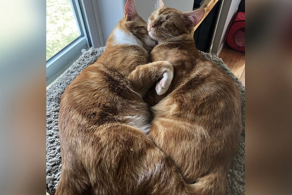 Astro and Elroy (pictured) are the healthy cats from which blood was taken to help kittens Damaris, Eos and Theron boost their disease resistance. Astro and Elroy belong to Shuswap Paws volunteer Audrey Torbohm. (Audrey Torbohm photo)