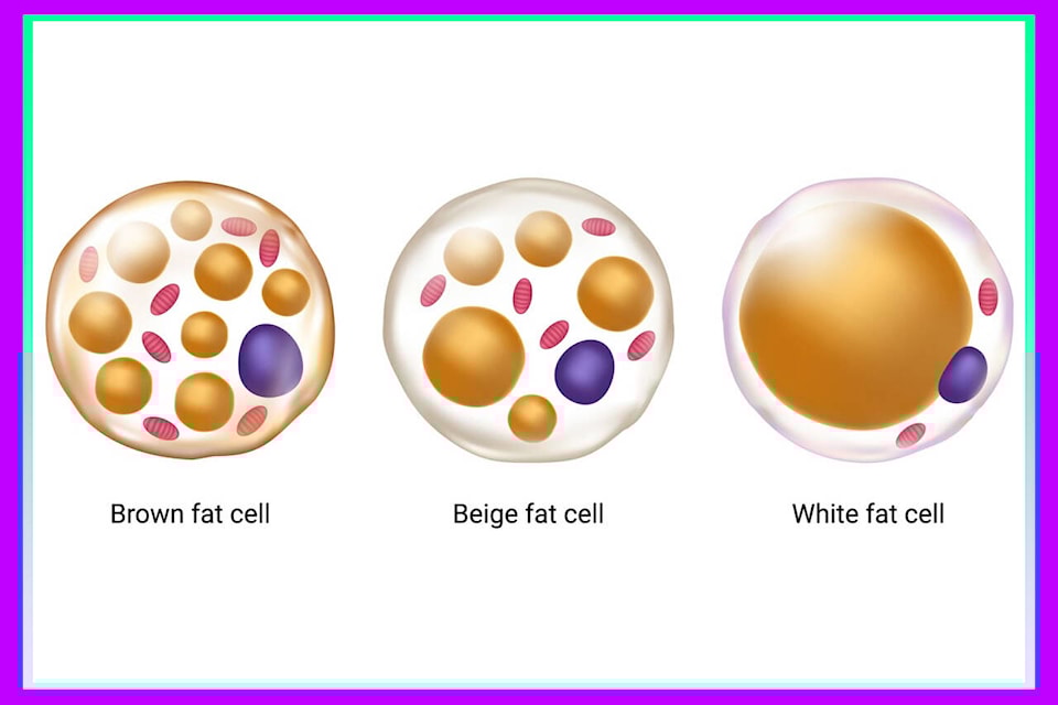 28587307_web1_M1-PWN20220325-Review-of-Brown-Adipose-Tissue-Teaser
