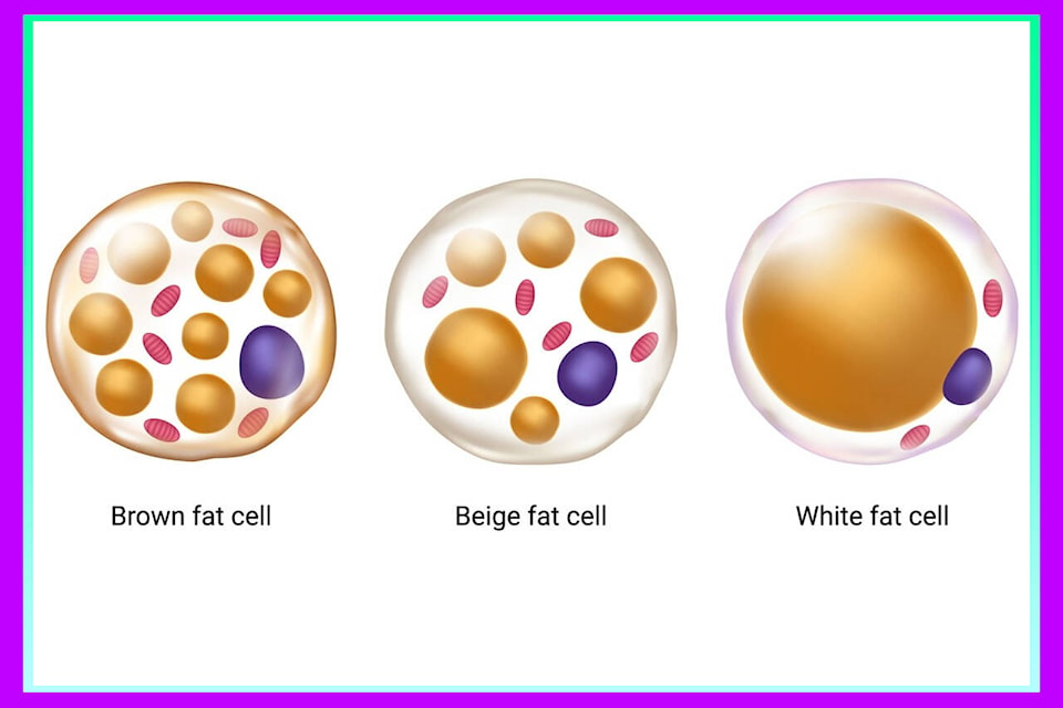 28587307_web1_M1-PWN20220325-Review-of-Brown-Adipose-Tissue-Teaser