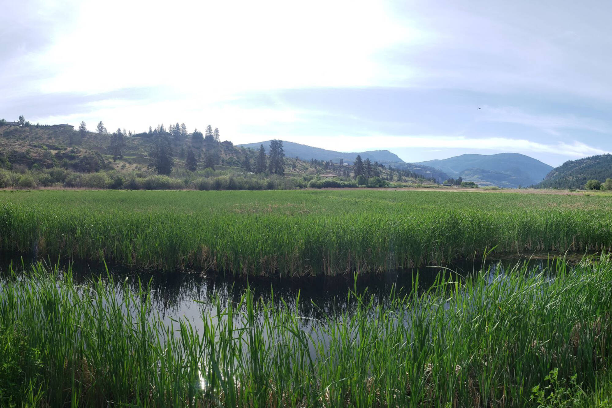 New wetland to help further purify water from Okanagan Falls treatment