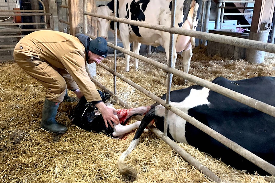 One of the dairy cows that was rescued during the flooding of Abbotsford’s Sumas Prairie birthed her own calf on Nov. 8, 2022 at Phillip Graham’s dairy farm. (Jessica Peters/Abbotsford News)