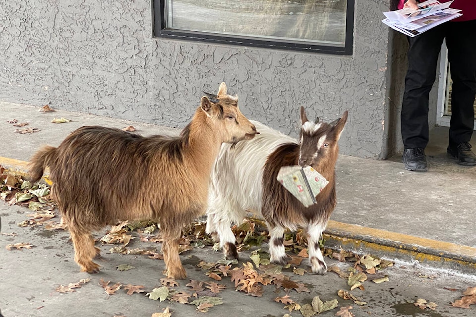 A pair of goats were brought to downtown Penticton by a man from Summerland on Wednesday afternoon, Dec. 7.