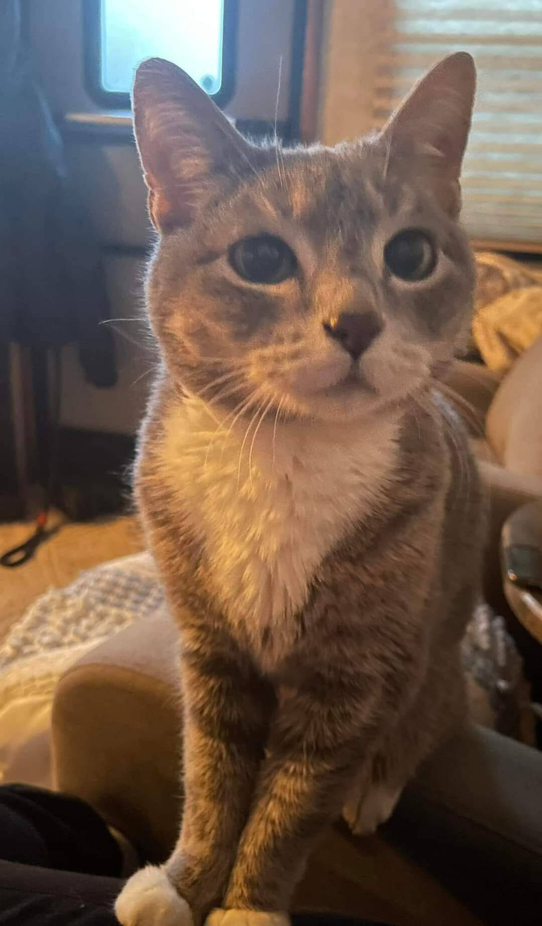 This poor cat was home at the time of the rockslide where a large boulder slammed into the trailer she was in. She was rescued a couple days later uninjured but scared. (Facebook)