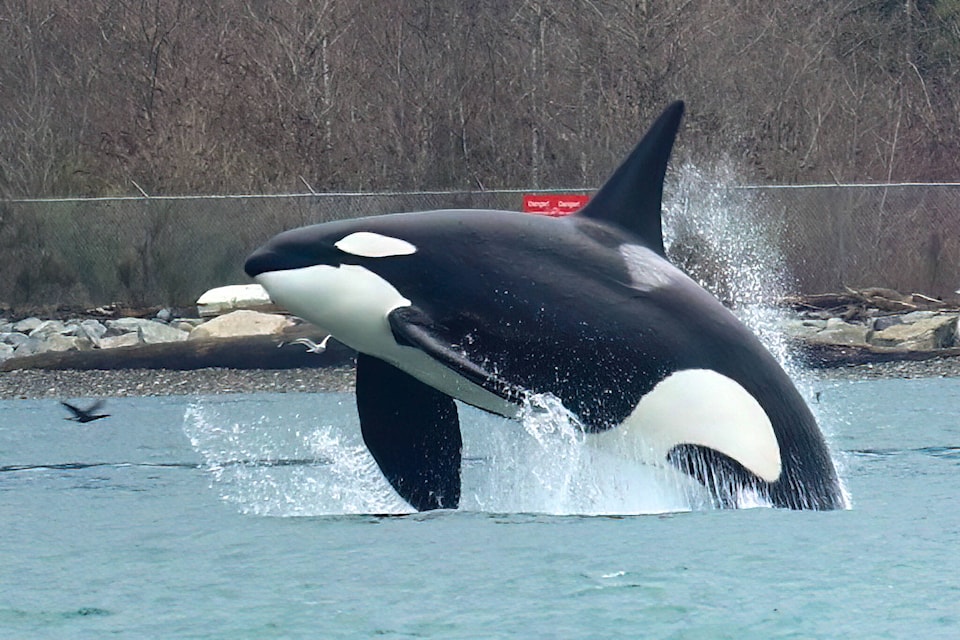 31877438_web1_230215-CPW-Orcas-Stanley-Park-orca_1