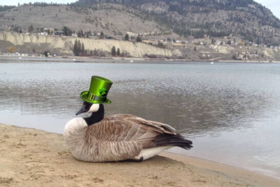 Canada goose queenstown sales ontario