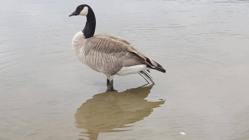 UPDATE Penticton s famous broken winged Canada goose alive and