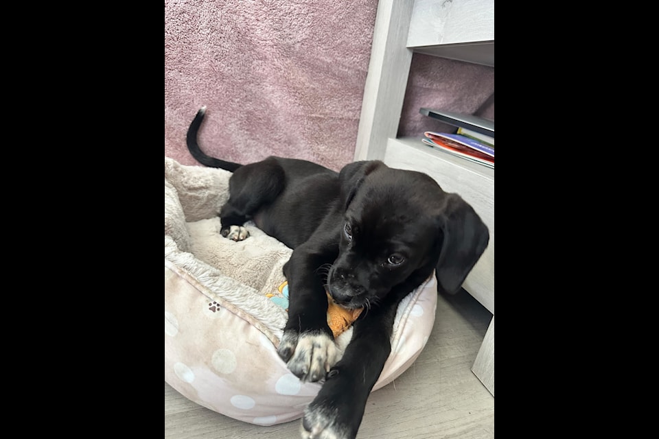 Shadow the puppy is settling into her new home after being adopted by the family who took her to the vet after she was thrown out of a moving vehicle.