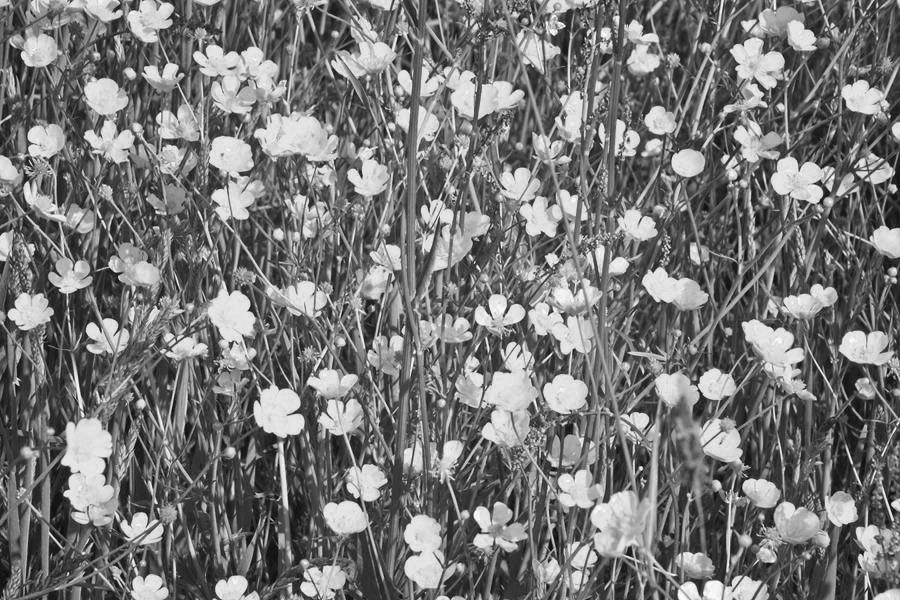 7773762_web1_tall-buttercup1BW