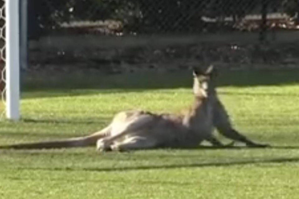 12457015_web1_180625-CPW-kangaroo