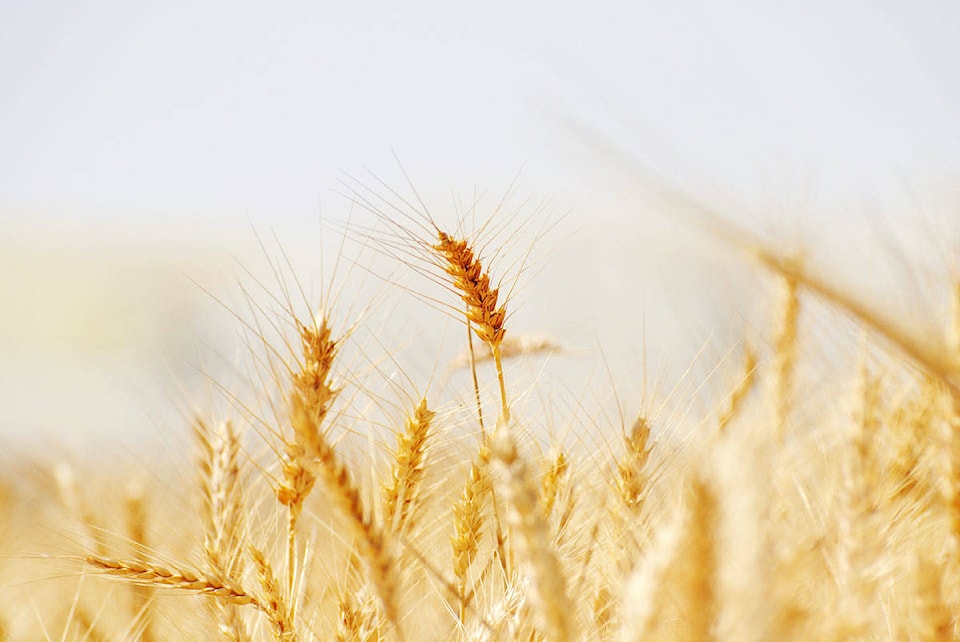 13091522_web1_WEB-PRU-wheat.pixabay