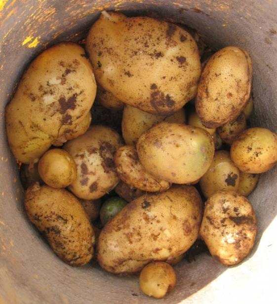 18612417_web1_potatoes