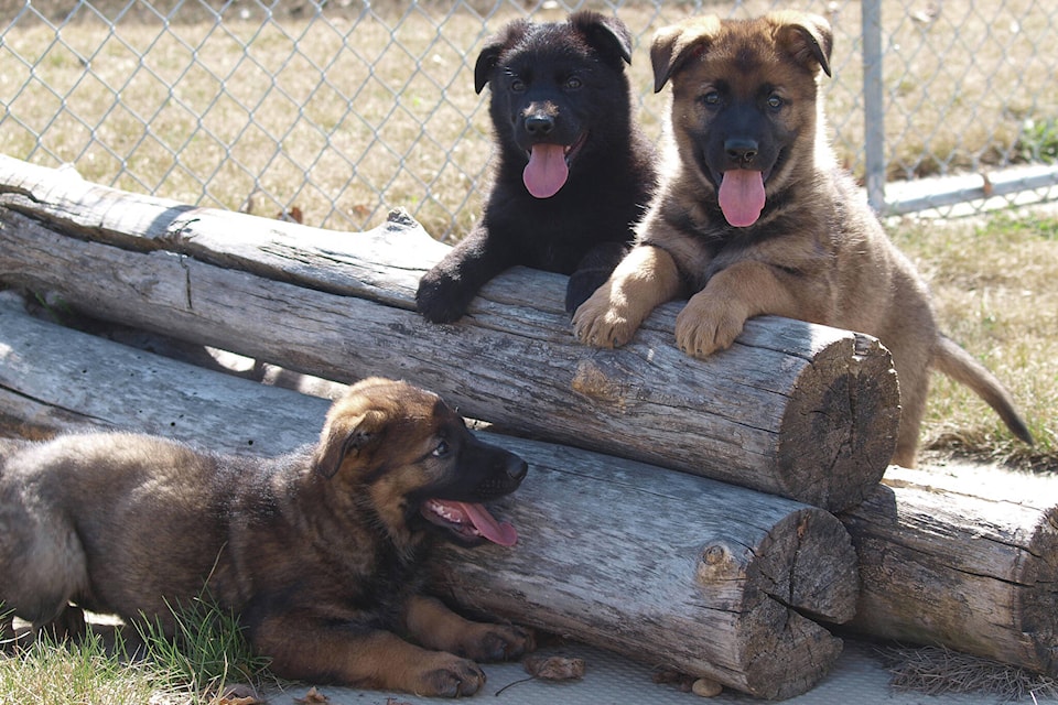 28216255_web1_160427-RDA-Local-RCMP-Puppies-Named-PIC