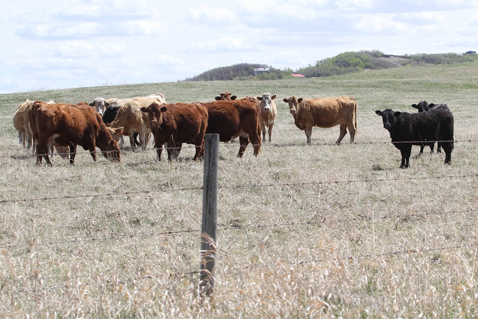 29143636_web1_220516-rda-cattle-feed-HOLD-cattle_2