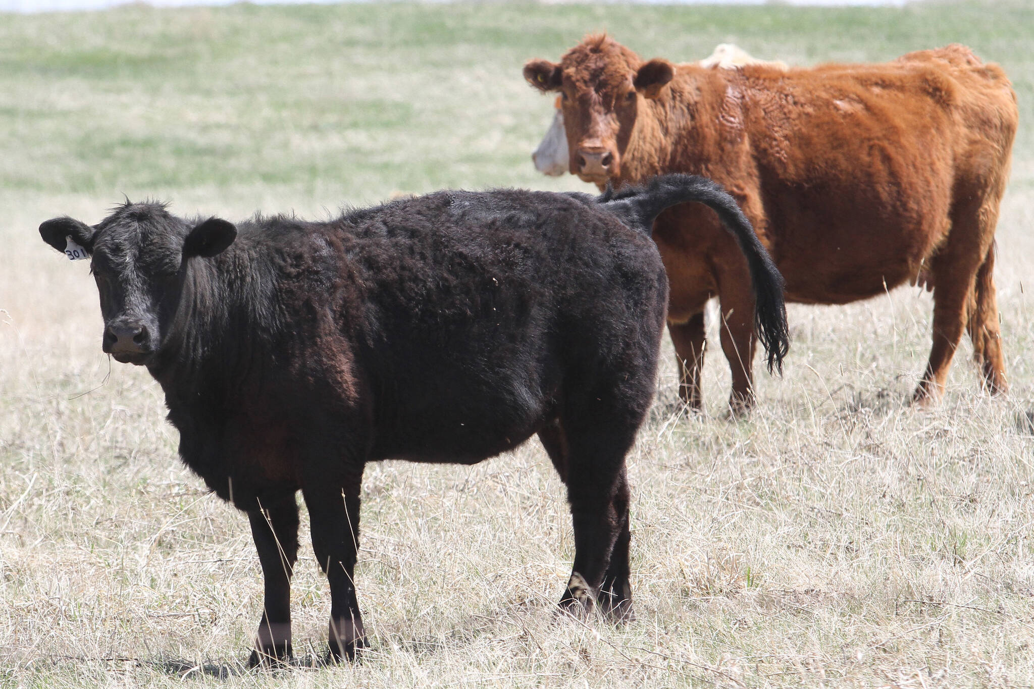 29143636_web1_220516-rda-cattle-feed-HOLD-cattle_3