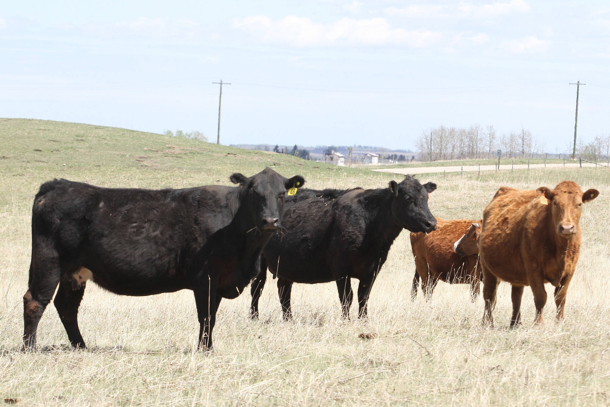 29143636_web1_220516-rda-cattle-feed-HOLD-cattle_4