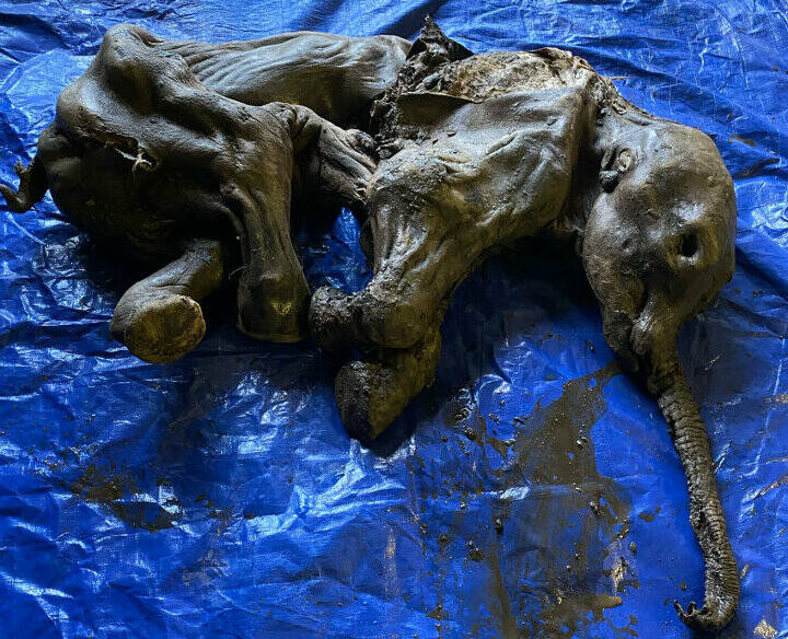 A complete baby woolly mammoth named Nun cho ga from Eureka Creek, Yukon. You can see her trunk, ears, and tail are near-perfectly preserved. (Yukon Government/Submitted)