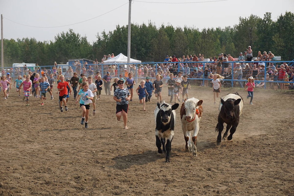 Calf scramble at Lakedell Country Fair on Sept. 3, 2022. (Shaela Dansereau/ Pipestone Flyer)