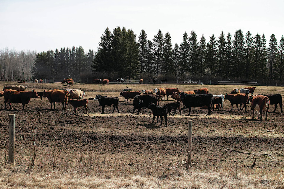 30626099_web1_220505-RDA-Canada-Alberta-Feedlot_1