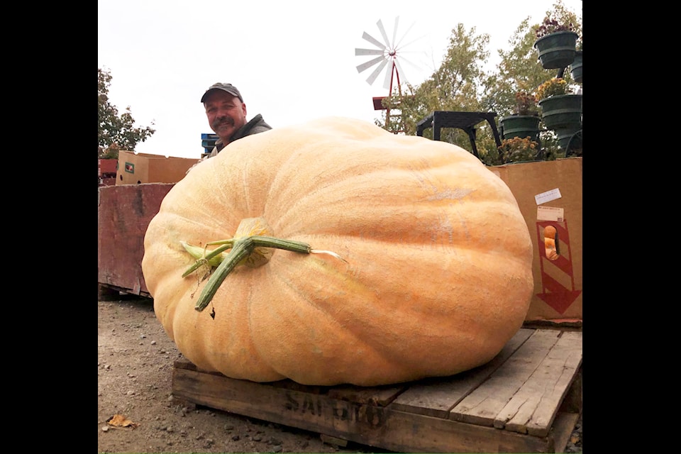 Billy Boerboom of Summerland shows a huge pumpkin he grew. Pumpkin pie is often a staple in traditional Thanksgiving meals. (Black Press file photo)