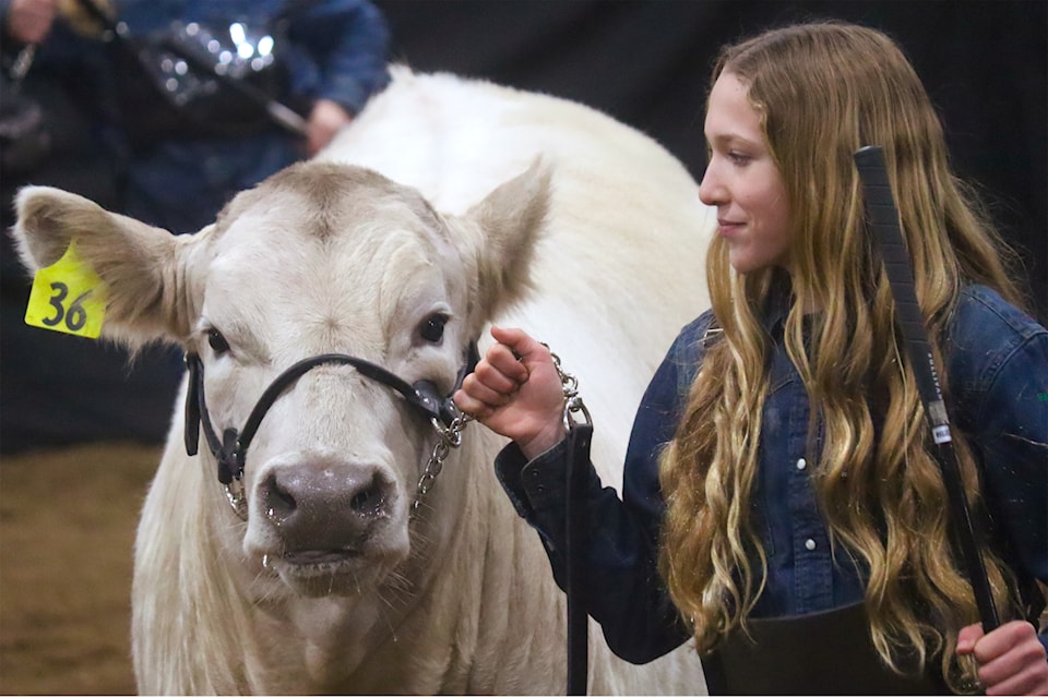 The Ponoka District 4-H Show and Sale was held at the Calnash Ag Event Centre on May 6 and 7. Mekayla Van Dobben leads her steer Rex into the arena.