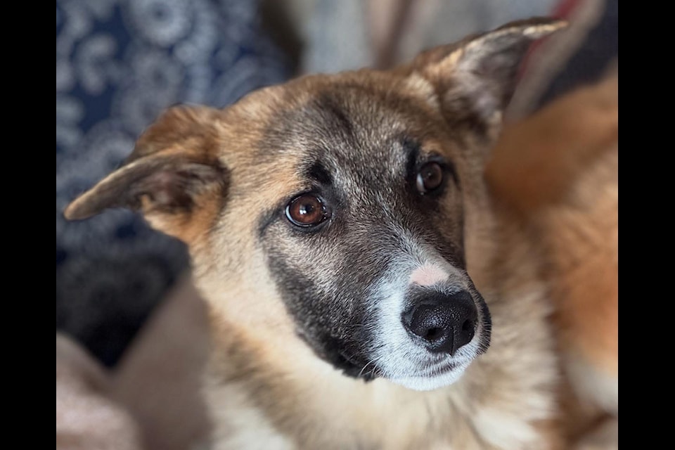 Old MacDonald Kennels is grateful for solid community support, but staff are hoping that more folks come in and provide forever homes for the many animals currently being housed.
(Photo submitted)