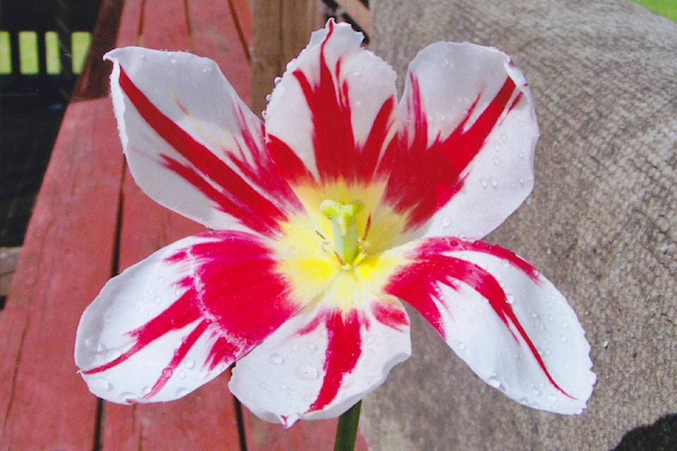 web1_170621-PON-tulip-canada150_1