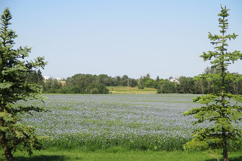 7755110_web1_170726-PON-field-flax_1