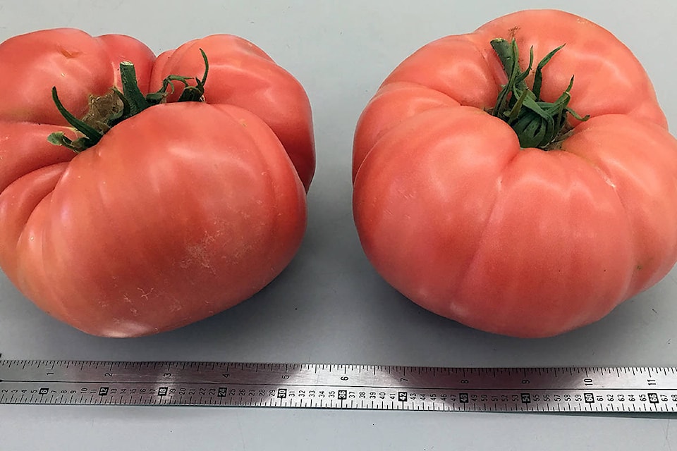 8281757_web1_170830-PON-tomatoes_web