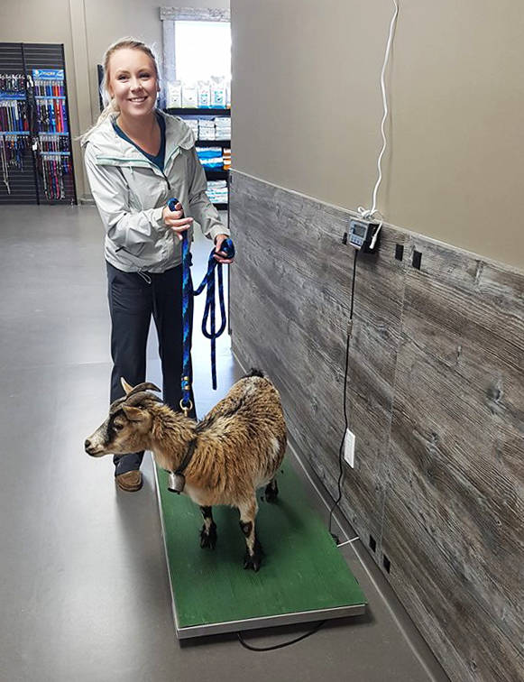 Central sales pet clinic
