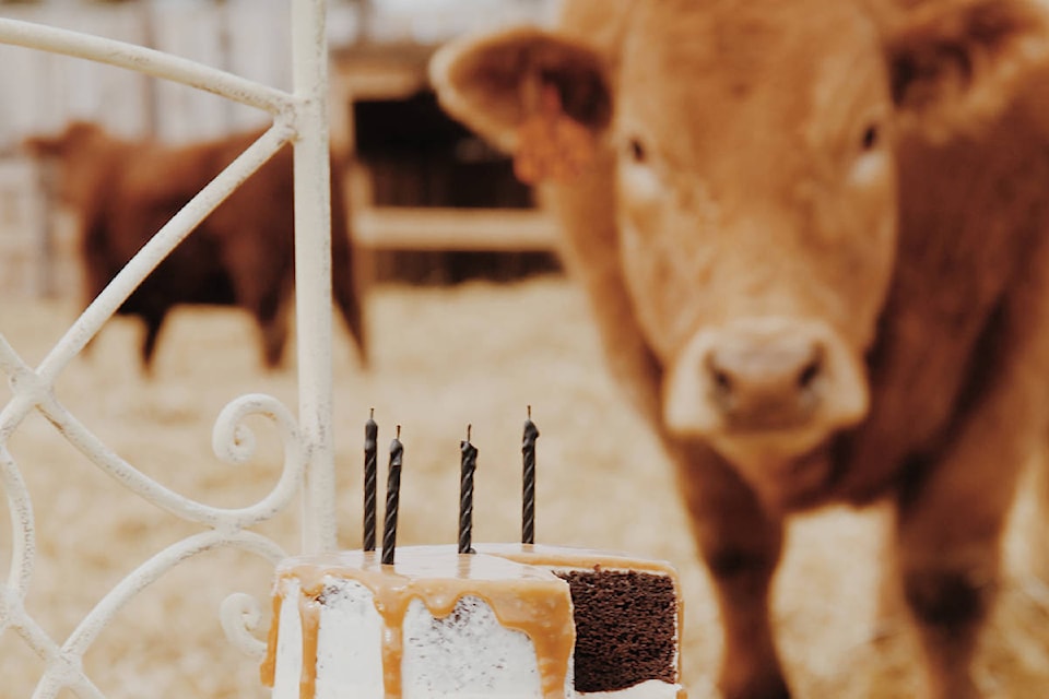 14648970_web1_cow-and-cake2018