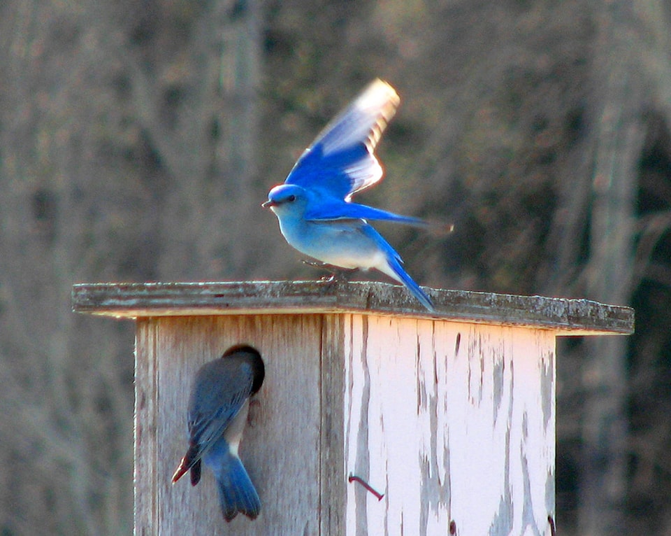 15896717_web1_190313-PON-mountain-bluebird_1