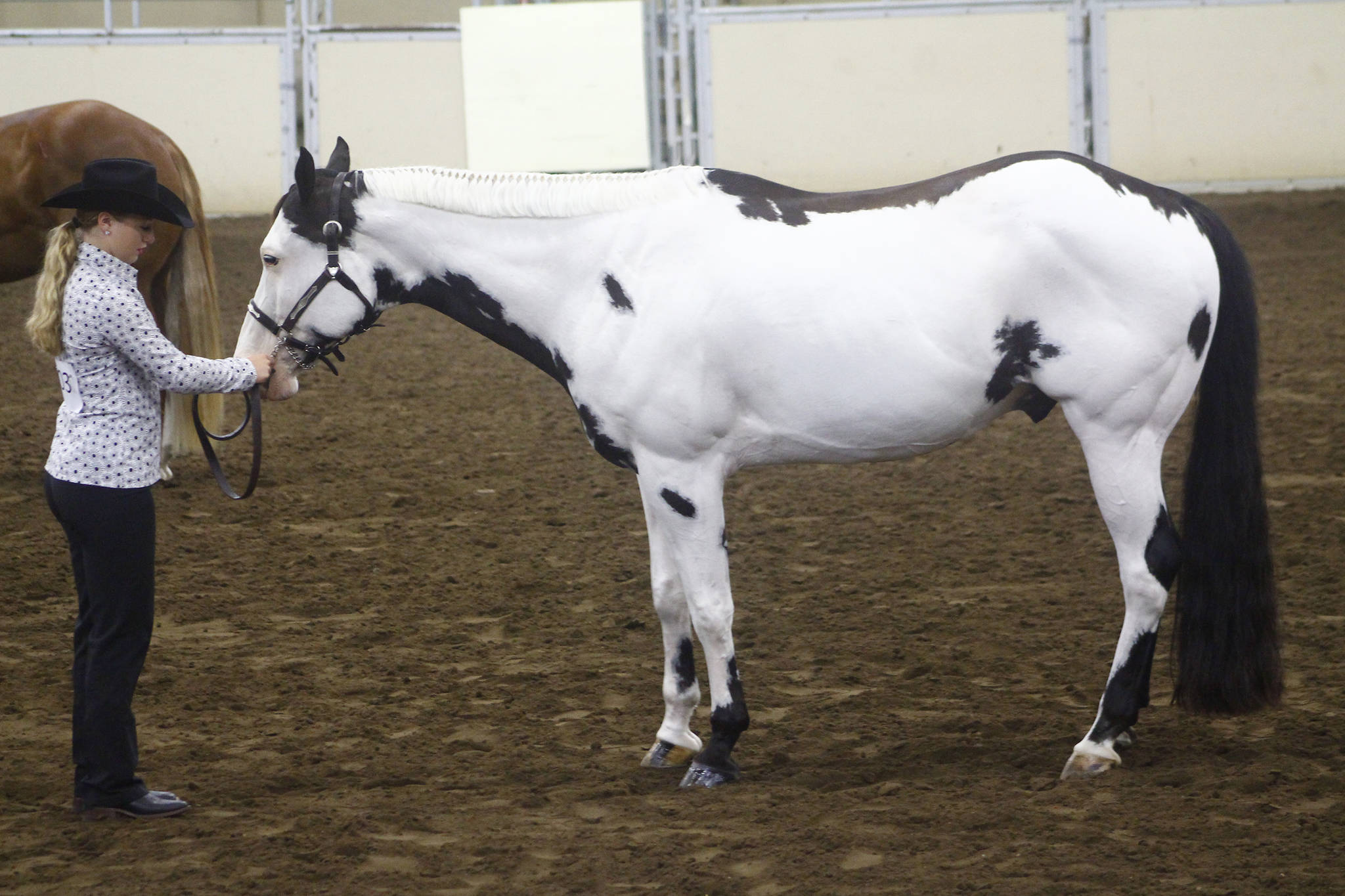 PHOTOS Zone 10 ZoneORama Paint Horse Show Ponoka News