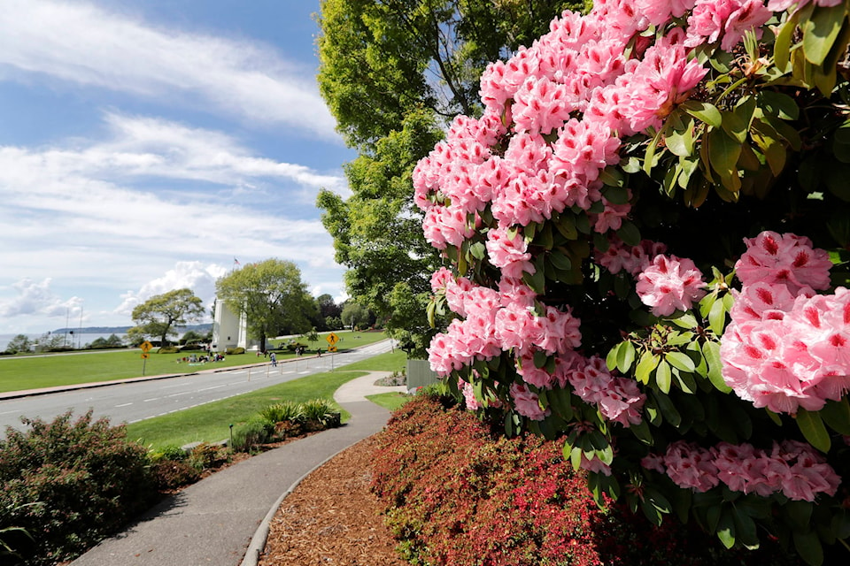 In this photo taken May 17, 2020, rhododendrons bloom along a path leading to Peace Arch Park at the border between the U.S. and Canada, in Blaine, Wash. With the border closed to nonessential travel amid the global pandemic, families and couples across the continent have found themselves cut off from loved ones on the other side. But the recent reopening of Peace Arch Park, which spans from Blaine into Surrey, British Columbia, at the far western end of the 3,987-mile contiguous border, has given at least a few separated parents, siblings, lovers and friends a rare chance for some better-than-Skype visits. (AP Photo/Elaine Thompson)