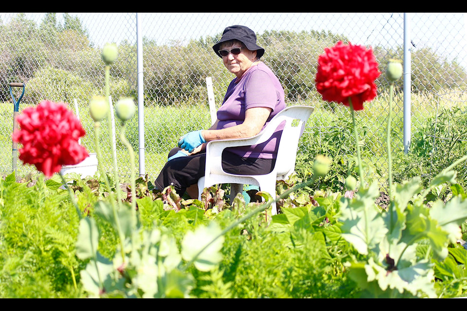 Planted memories: Jo Nichols sits quietly, enjoying her view at the Ponoka Community Garden on July 31. Nichols has been gardening at the site for 62 years, though it’s only been officially a community garden for the past eight years or so. It used to be an empty space owned by the hospital, that residents used for planting. At that time, it was known as “Little Europe.” She says there has been more interest in the garden this year, perhaps due to people having more free time. The garden’s gazebo was dedicated in her late husband’s memory, and Nichols says that would have meant more to him than any tombstone could have. To Nichols, the garden remains her peaceful, happy place — perfect for reading a book. Photo by Emily Jaycox