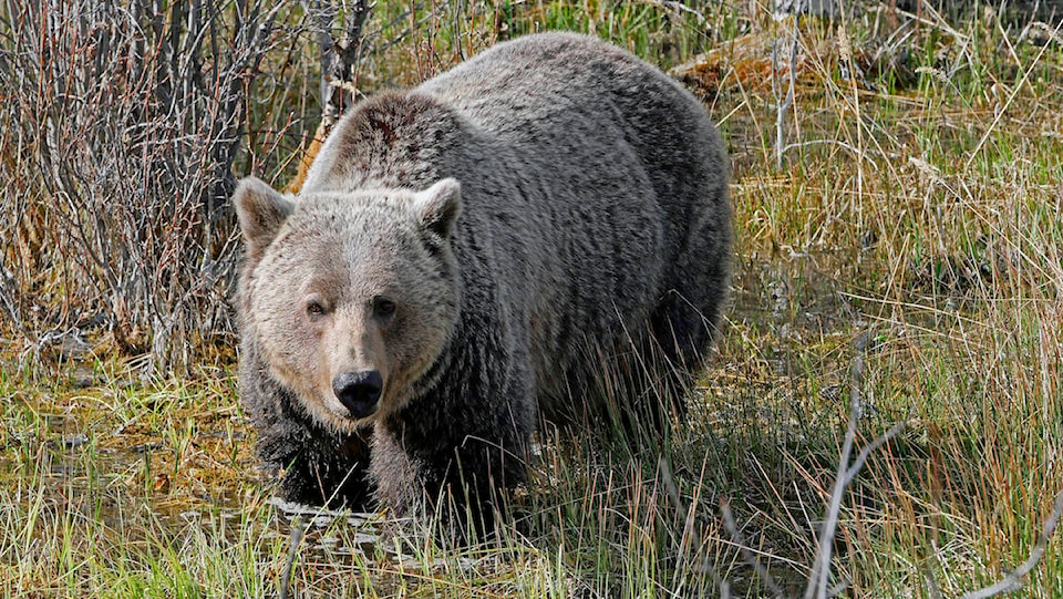 25247618_web1_210518-RDA-bear-safety-grizzly_1